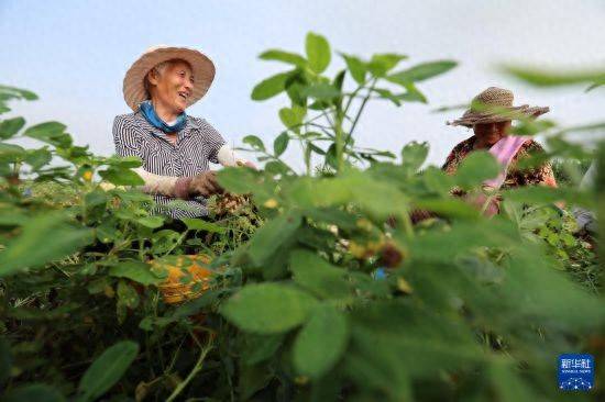 皇冠信用开户
_立秋农事正当忙