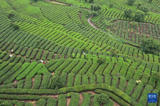 皇冠信用开户
_立秋农事正当忙