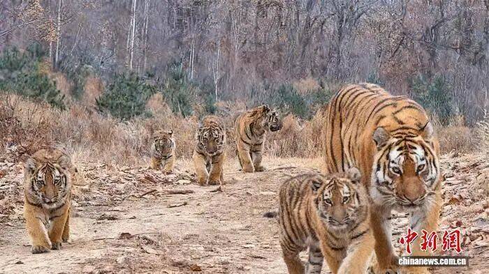 皇冠hga050
_虎虎虎虎虎虎皇冠hga050
,中国首次!世界罕见!