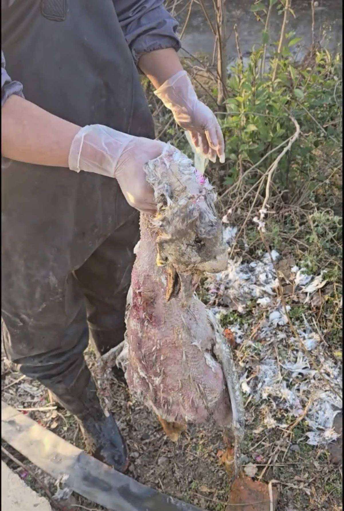 苏格兰超级联赛_大鹅主人抽水追凶最新进展来了:深刨半米淤泥啥也不见苏格兰超级联赛,或因厚草盖顶溺亡