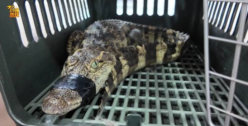 皇冠信用網登2代理_吓一大跳皇冠信用網登2代理！浙江一男子钓鱼竟然钓到了…异常凶猛！