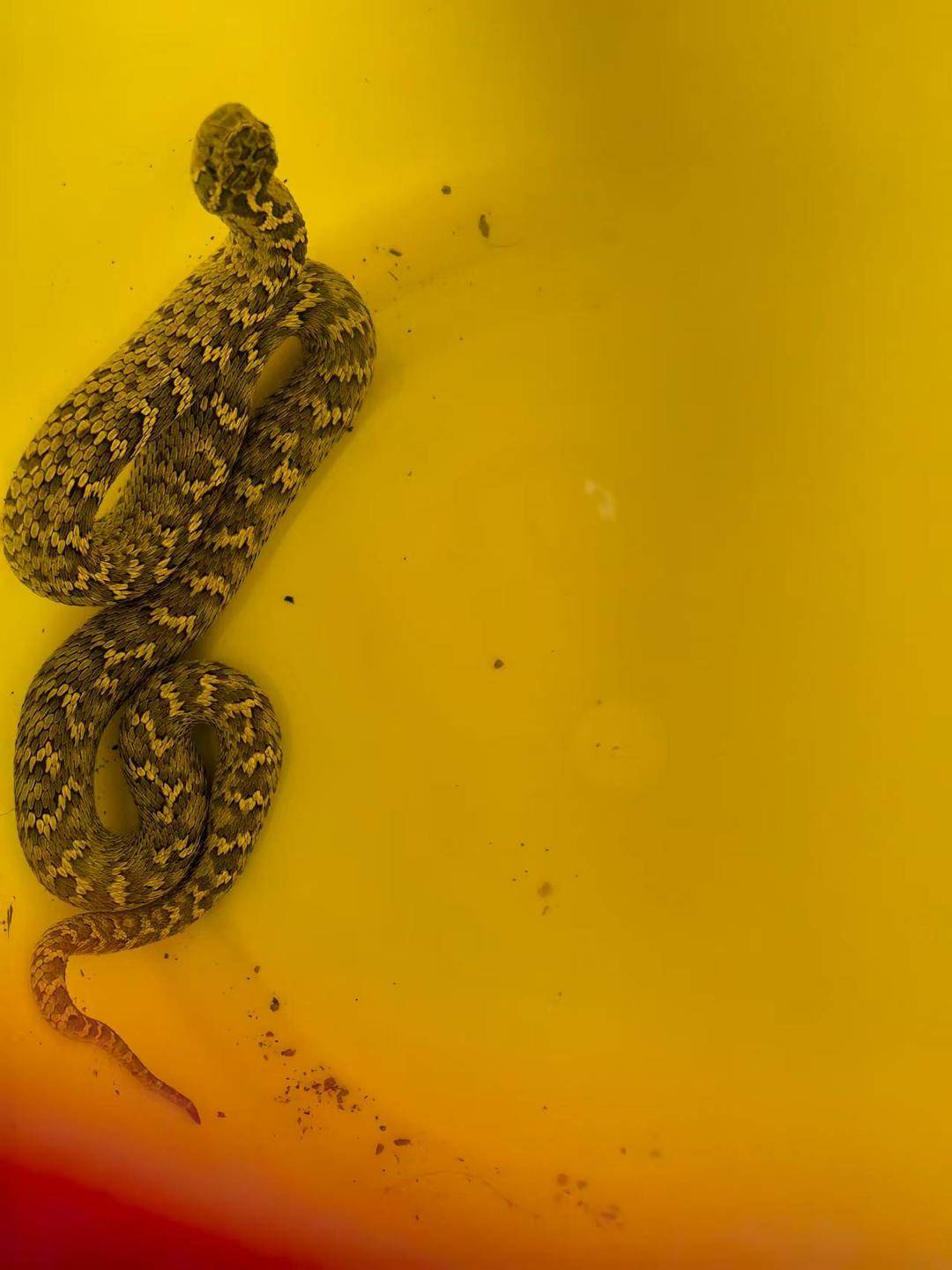 皇冠信用会员账号注册_青海一男子被罕见剧毒阿拉善蝮蛇咬伤皇冠信用会员账号注册，因无血清一度想放弃治疗 警车开道转运700公里救命