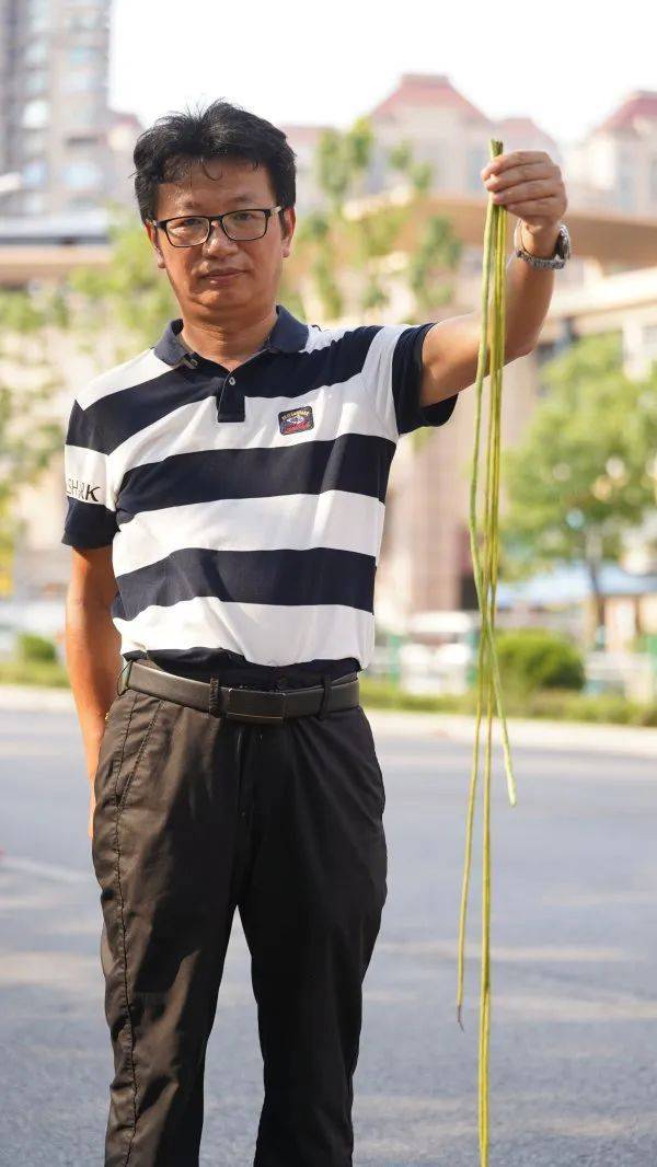 皇冠信用網在哪里开通_武汉这条路上大量出现皇冠信用網在哪里开通，长达1米！到底是啥？