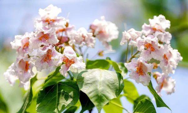 皇冠信用網在哪里开通_武汉这条路上大量出现皇冠信用網在哪里开通，长达1米！到底是啥？